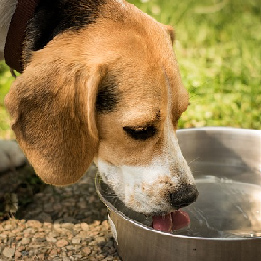 How to Get Your Dog to Drink Water 